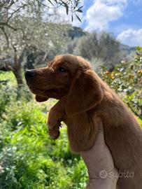 Cucciola di segugio maremmano