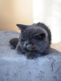 Gatto persiano