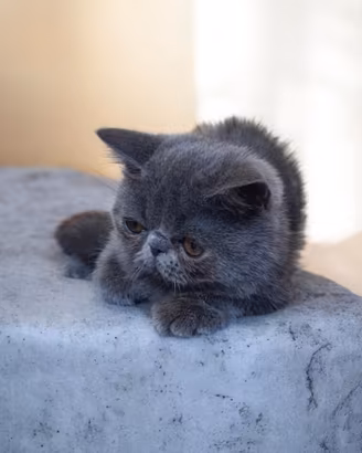 Gatto persiano