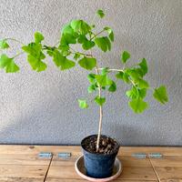 Pianta di Gingko Biloba giapponese.