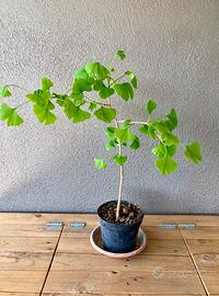 Pianta di Gingko Biloba giapponese.
