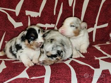 Pastore australiano con pedigree enci