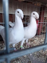 Viaggiatori tedeschi da esposizione vari colori