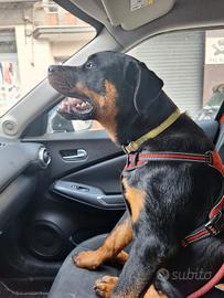 Animali rottweiler di quasi 9 mesi in adozione