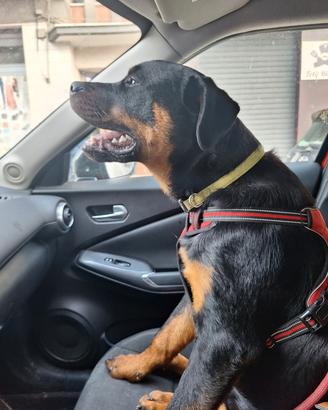 Animali rottweiler di quasi 9 mesi in adozione