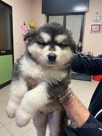 Alaskan malamute femminucce