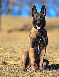 Cuccioli di Pastore Belga Malinois