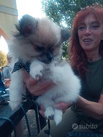 Cucciola Volpino di Pomerania