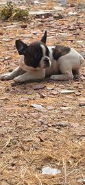 Bulldog francese