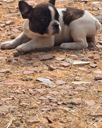Bulldog francese