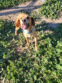 Cagnolino da compagnia , maschio taglia contenuta