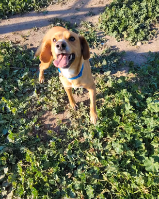 Cagnolino da compagnia , maschio taglia contenuta