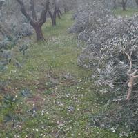 Potatura olive e vigna