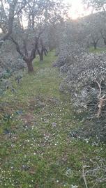 Potatura olive e vigna