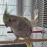 Calopsitte diamantata femmina