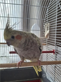 Calopsitte diamantata femmina