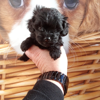 Barboncino toy maschio e femmina