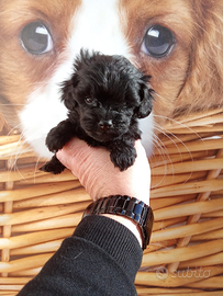 Barboncino toy maschio e femmina