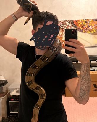 Boa constrictor
