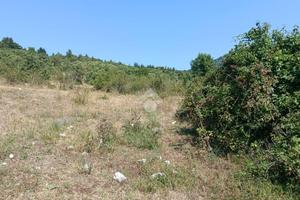 TER. AGRICOLO A VICO NEL LAZIO