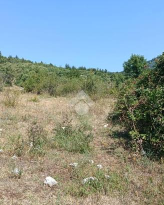 TER. AGRICOLO A VICO NEL LAZIO