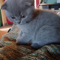 Femmina Scottish fold occhi ambra