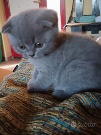 Femmina Scottish fold occhi ambra