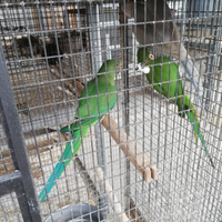 Parrocchetti dal collare giovani