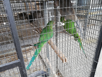 Parrocchetti dal collare giovani