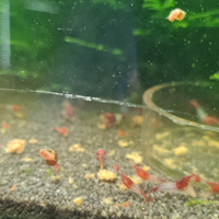 Neo caridine red rili - Torino