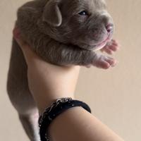 Cuccioli Pitbull