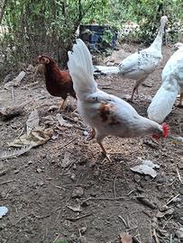 coppie galline ovaiole 