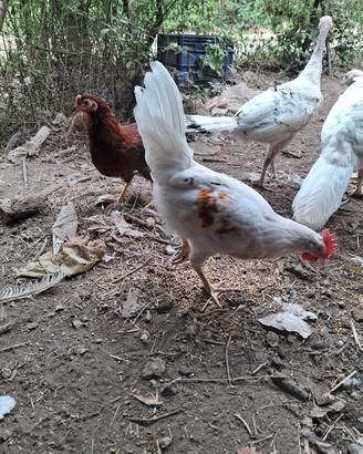 coppie galline ovaiole 