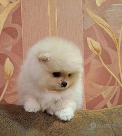 Pomerania toy