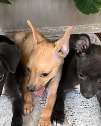 Cuccioli meticci jack Russell X pinscher