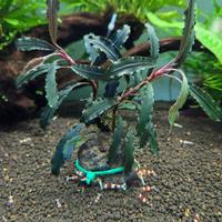 Piante x acquario  bucephalandra
