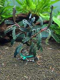 Piante x acquario  bucephalandra