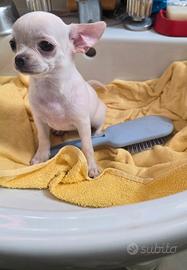 Chihuahua toy