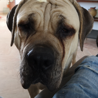 Ultimi cuccioli disponibile cane corso alta geneal