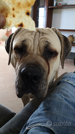 Ultimi cuccioli disponibile cane corso alta geneal