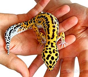 Geco leopardino maschio