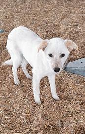 Lara dolce cucciola in adozione