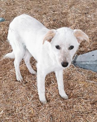 Lara dolce cucciola in adozione