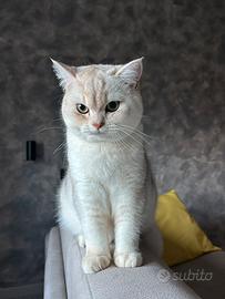 Maschio Scottish Straight per accoppiamento