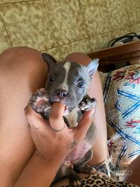 American bully poket