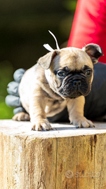 Bulldog francese