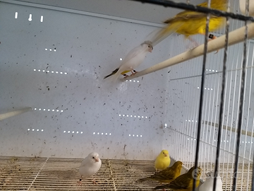 Canarini maschi e femmine 2024/2025