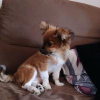 Cane cucciolo piccola taglia