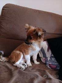 Cane cucciolo piccola taglia