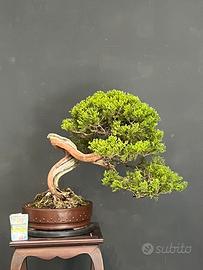 Bonsai di Ginepro Sabiba